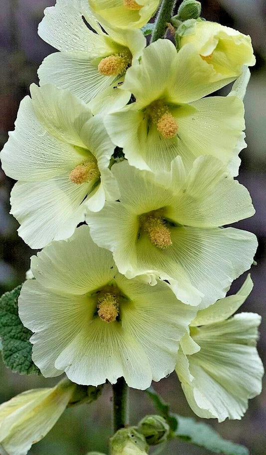 Giant White Hollyhock Seeds - 50 Pack, Hardy Perennial, Easy to Grow, Alcea rosea, USA Seller