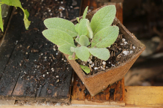 Live Mullen Plants in 4 Inch Pots - Verbascum thapsus - Perennial Garden Flowers for Pollinator-Friendly Landscapes