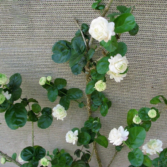 Arabian Sambac Jasmine Plant 6-9" Duke of Tuscany Double Flower Fragrant Live Plant (Jasminum sambac)