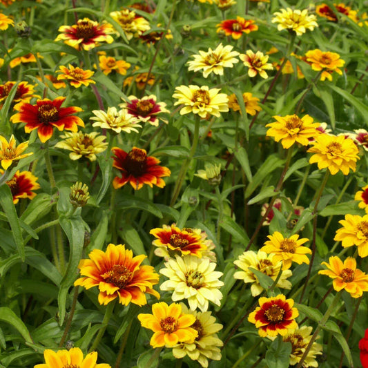 Zinnia Seeds 500 Count Persian Carpet Mix Dwarf Flower Non-GMO Pollinator Friendly (Zinnia elegans)
