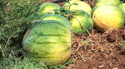 Big Tasty Seedless Watermelon Seeds - 50+ Premium Seeds for Planting - USA Grown - Ideal for Home Gardens