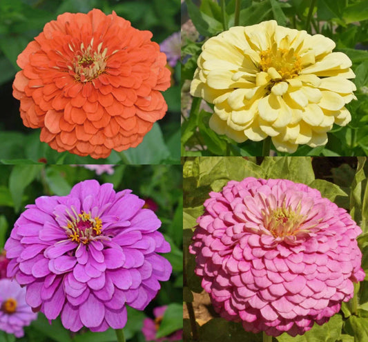 Zinnia Seeds Tranquility Mix Cut Flowers for Butterflies and Hummingbirds, 100 Seeds - Zinnia elegans