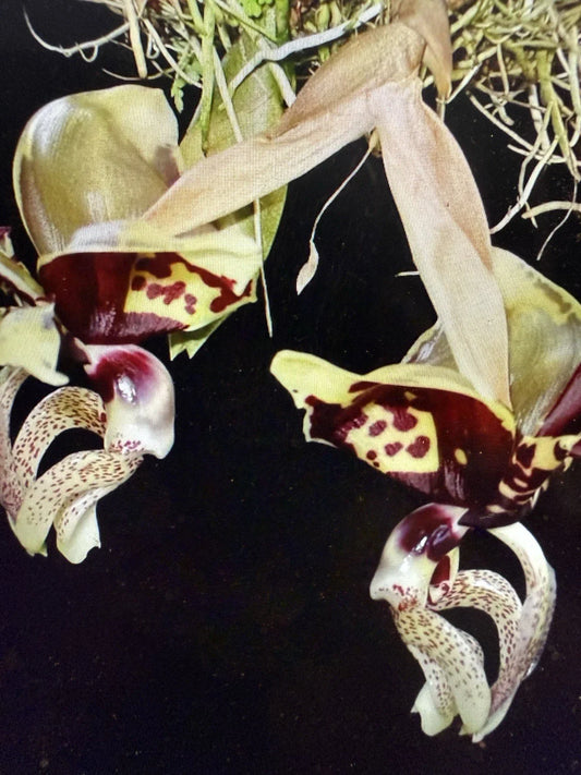 Orchid Plant 2 Rooted Bulbs Stan Oculata Bare Root - Exotic Flowering Houseplant for Home Decor