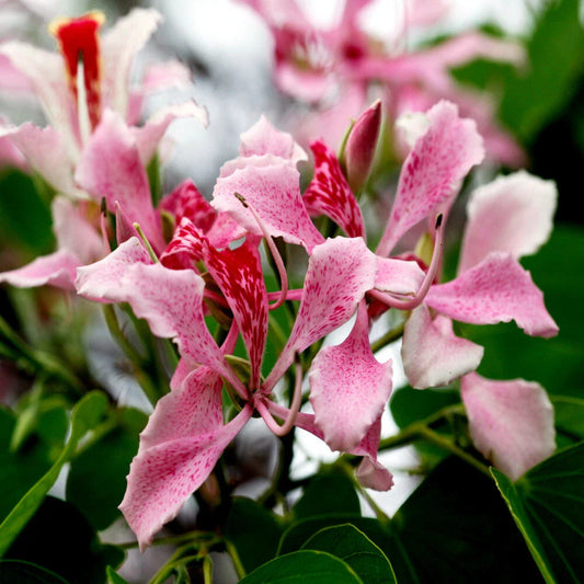 Pink Orchid Tree Seeds - Rare Tropical Butterfly Flower - Bauhinia monandra - Exotic Garden Plant Seeds