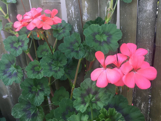 4 Fresh 6" Zonal Geranium Cuttings – Pelargonium hortorum Orange-Pink Variety – Live Unrooted Stems for Outdoor Beds, Containers & Baskets