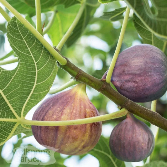 Olympian Fig Live Plant - Ficus carica - Fruiting Variety - Indoor/Outdoor Gardening