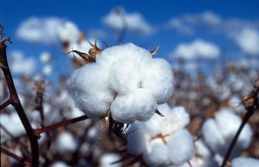 White Cotton Seeds - 100 Non-GMO Gossypium Seeds - Eco-Friendly Gardening Supplies - Shipped with Tracking