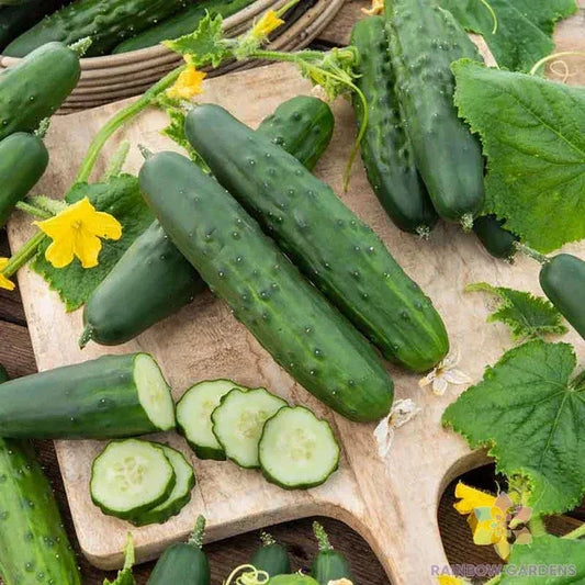 Cucumber Seeds for Garden Planting - 25+ Marketer Variety - Cucumis sativus - USA Grown - Free Shipping