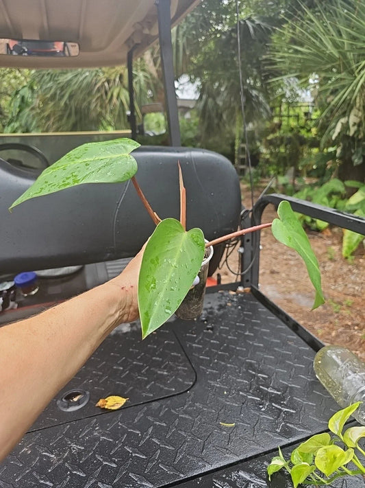 Rooted Top Cutting Philodendron Red Emerald Plant - Live Indoor Houseplant - Philodendron erubescens