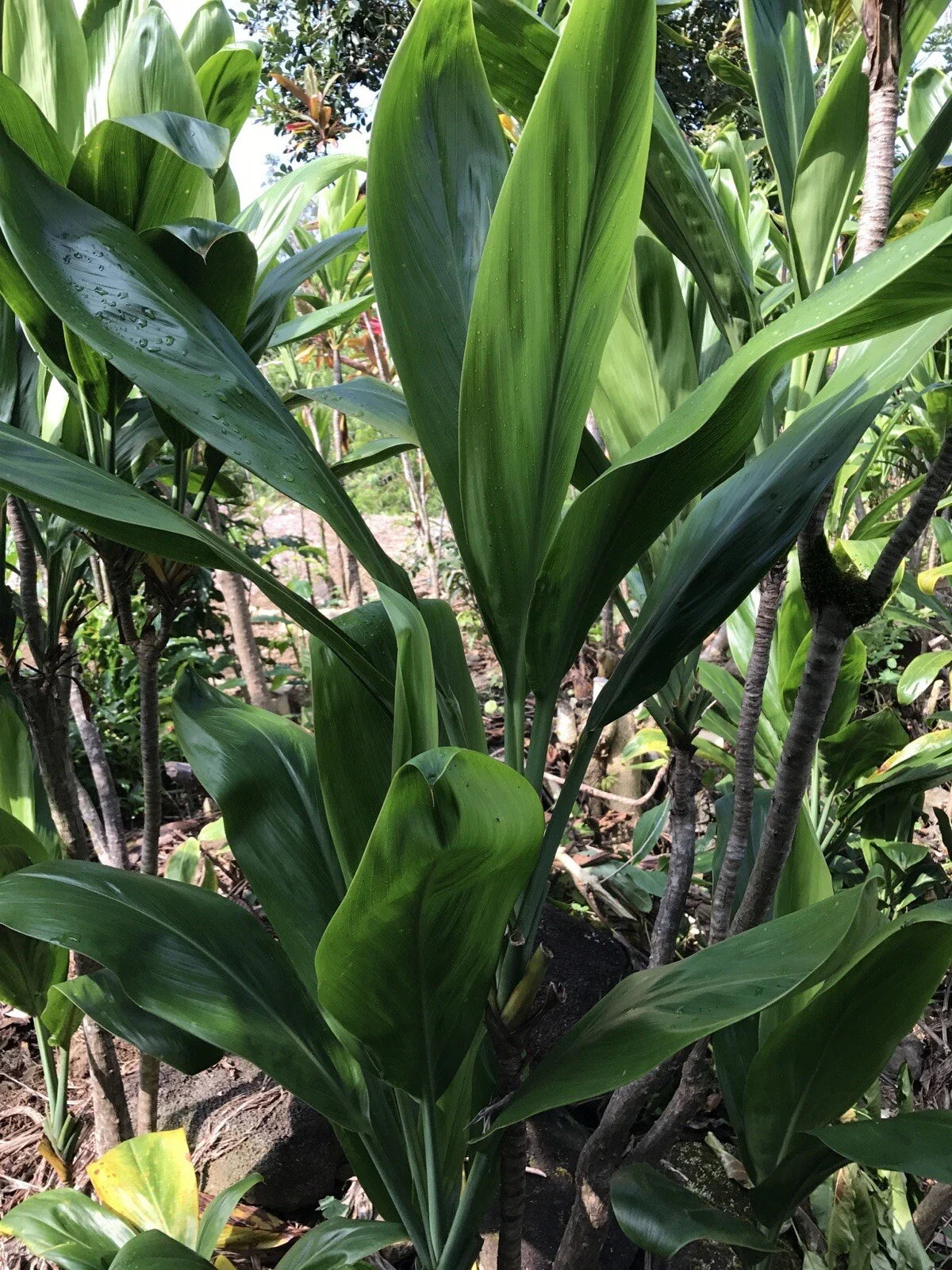 Hawaiian Green Ti Leaf Fresh Cuttings 6-inch Starter Logs - Dracaena angustifolia - Pack of 50