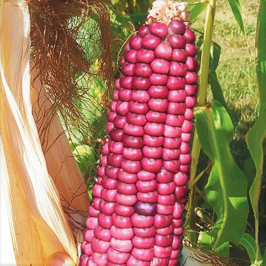 Neon Pink Popcorn Seeds | Barbiecore Mini Pink Pearl Glass Gem Corn Seed 2025 | Unique Colorful Garden Variety