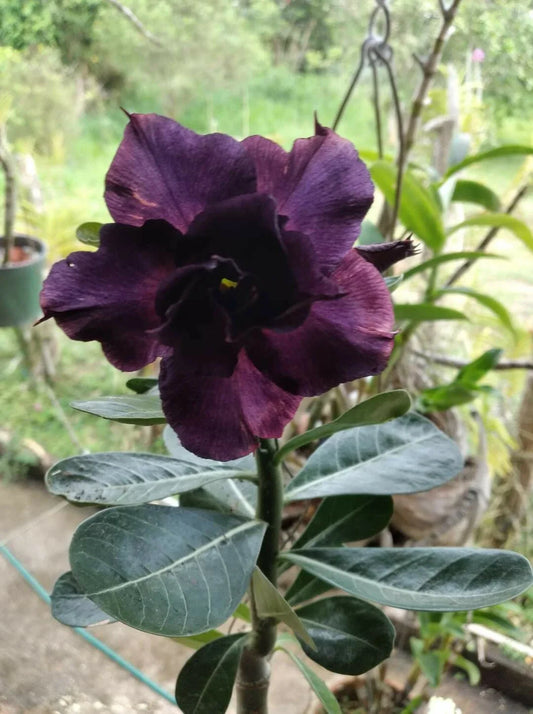 Desert Rose Seedling 4" Purple Adenium Obesum Baby Plant - Unique Succulent Variety