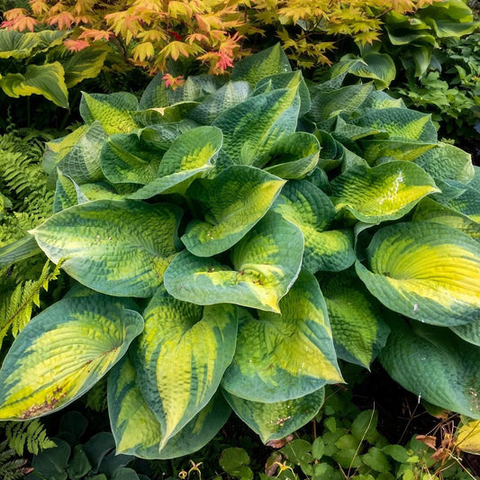 Hosta Plant in 5.25" Pot - Brother Stefan - Well Rooted Perennial for Shade - Stunning Foliage, Ideal for Gardens