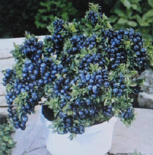 Dwarf Top Hat Bonsai Plant - Fruit-Bearing, Ideal for Containers - Perfect Decorative Specimen