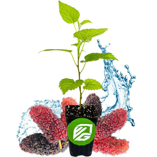 Dwarf Everbearing Black Mulberry Tree - 3-Inch Live Plant - Morus nigra - Fresh Plant in Pot