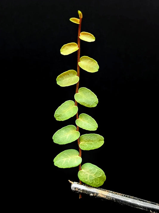 Marcgravia Sp Scalloped Cutting | 10-Leaf Terrarium Plant - Unique Tropical Houseplant for Indoor Gardens