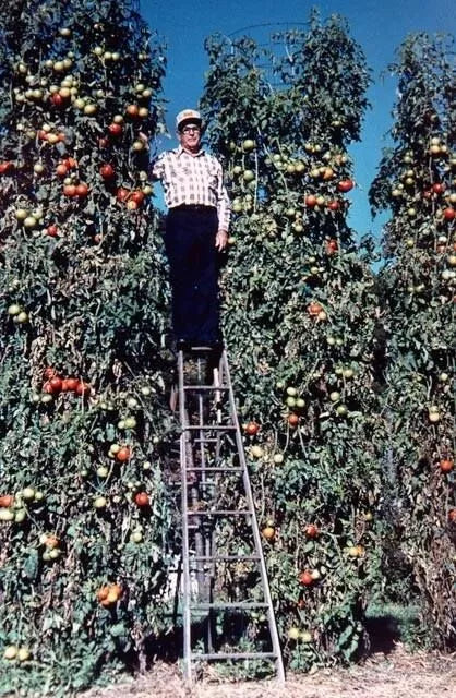 Trip L Crop Tomato Seeds - Rare Tomato Tree Variety - 10+ Seeds - Vigorous 15 Foot Vines - Perfect for Home Gardens