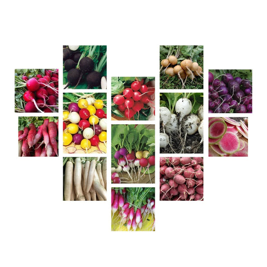 Radish Seeds Collection - 14 Varieties, Heirloom, NON-GMO, Free Shipping