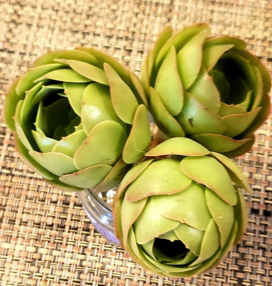 AEONIUM SPP Cutting - 2" Rose Bud Style Succulent - Perfect for Propagation or Indoor Plant Decor