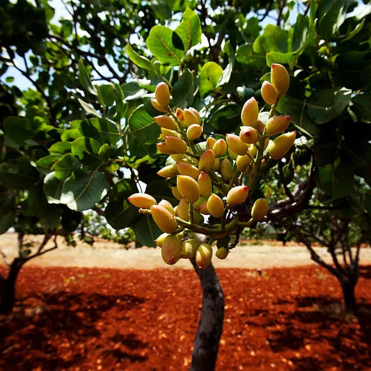 Pistachio Nut Tree Seeds - Hardy Edible Garden Plant - Pistacia vera - Zone 7 Variety