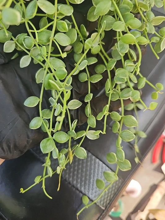 Dischidia Nummularia Pebble Beach Variegated Cutting 5" - Fresh Variegata Plant for Home Decor and Indoor Gardening