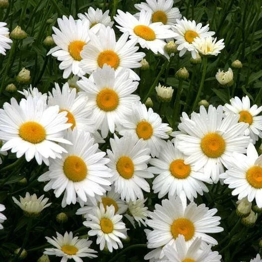 Shasta Daisy Seeds - 200+ Heirloom Seeds for Cut Flowers - Chrysanthemum Maximum Perennial