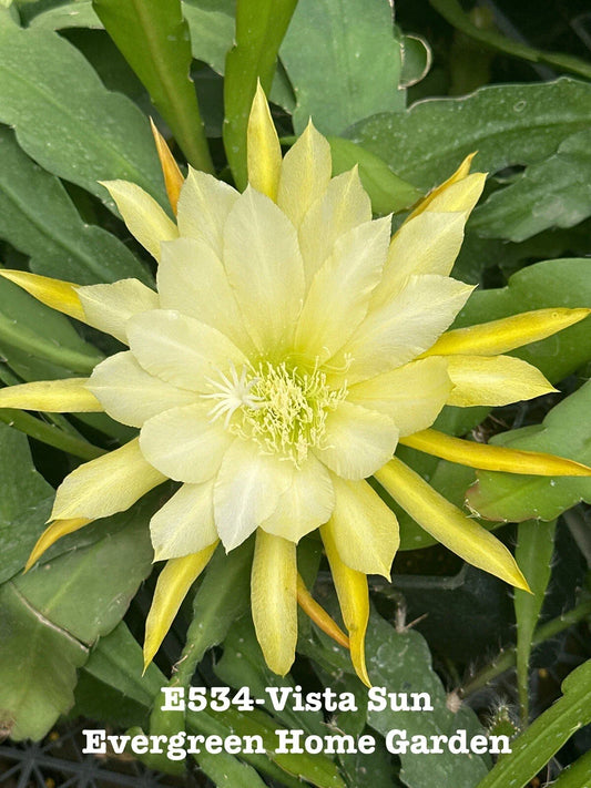 Rooted Epiphyllum Orchid Cactus 4" Starter Pot “Vista Sun” - Unique Houseplant (Epiphyllum oxypetalum)