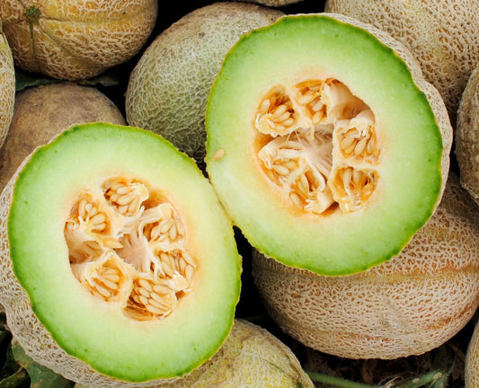 Rocky Ford Cantaloupe Seeds - 50+ Green Flesh Eden Gem Melon - Cucumis melo - Premium Seed Pack with Free Shipping