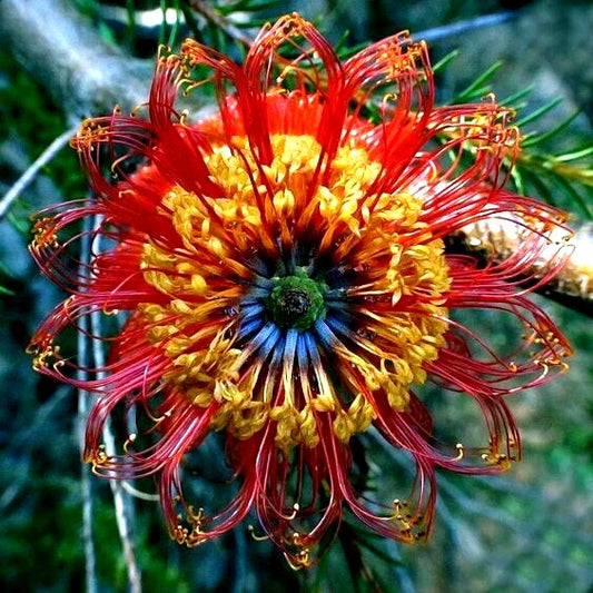 Banksia Ericifolia "Little Eric" Tree Seeds - 5 Lantern Fireworks, Rare Australian Flower Seeds