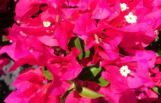 Bougainvillea Starter Plant - VERA LYNN Variety - Live Plug from USA Seller - Ideal for Gardens and Landscaping