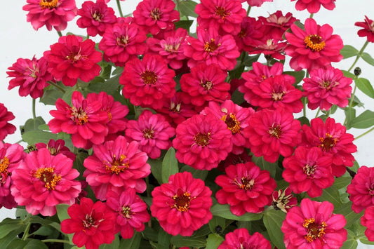 Profusion Double Hot Cherry Zinnia Seeds - 100+ Pack - Vibrant Red Blooms - Zinnia elegans