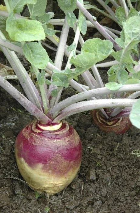 Rutabaga Seeds 500 Count American Purple Top Heirloom Bulk 168,000 Seeds Large Yields Brassica napus