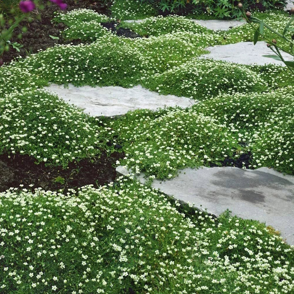 Irish Moss Seeds for Planting - Ground Cover Seeds - Attractive Blooms - Chondrus crispus