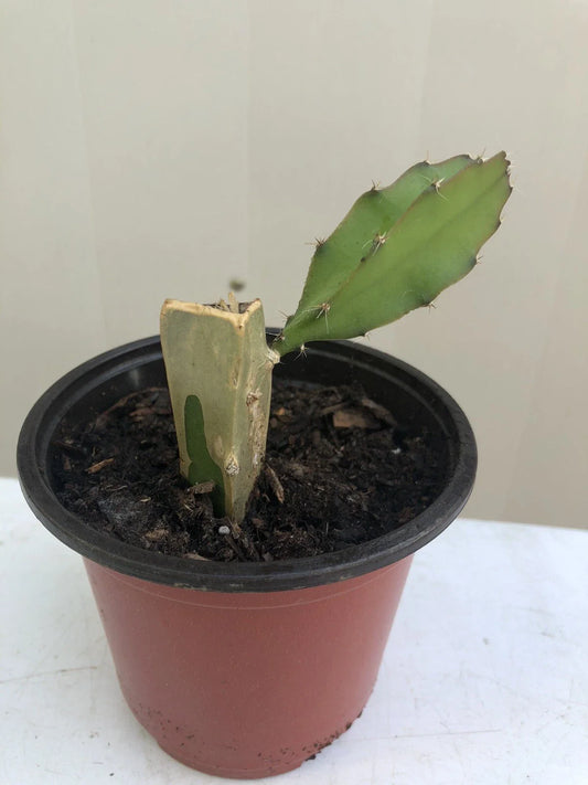Rooted White Dragon Fruit Plant in Pot - Sprouted Pitaya Cactus Cutting - Hylocereus undatus