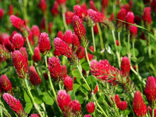 Crimson Clover Seeds 200+ Red Flower Trifolium Incarnatum Annual - USA Grown, Free Shipping