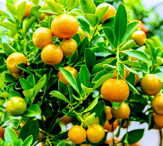 Calamondin Orange Tree - Fruit-Ready Calamansi - Citrus reticulata x microcarpa