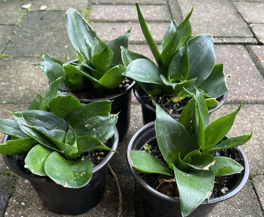 Sansevieria Hahnii Black Jade Snake Plant Starter in 4” Pot | Indoor Plant for Air Purification | Low Light Houseplant