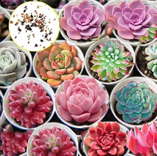 Hens and Chicks Succulent Seeds - 1,000 Pack - Cactus Variety - Sempervivum spp.