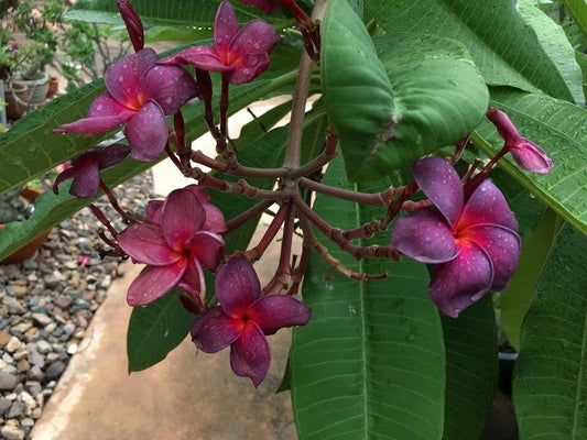 Plumeria Cutting 3 Tip Black Purple Frangipani (Plumeria spp.) - Ideal for Grafting and Propagation