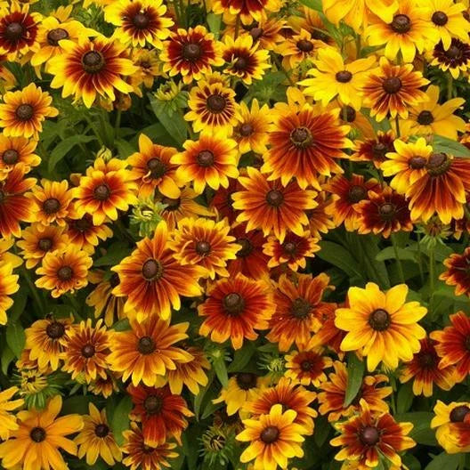 Dwarf Rustic Black Eyed Susan Flower Mix - Rudbeckia Seeds for Butterflies, Non-GMO, 500 Count
