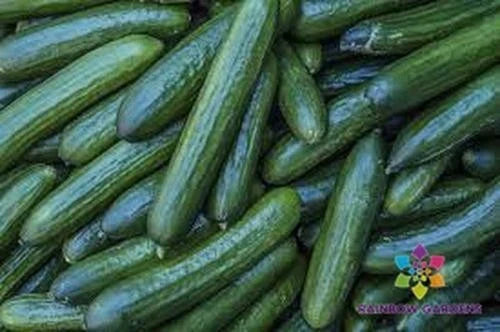 Diva Cucumber Seeds - 25+ Pack for Garden Planting - Cucumis sativus - USA Grown, Non-GMO