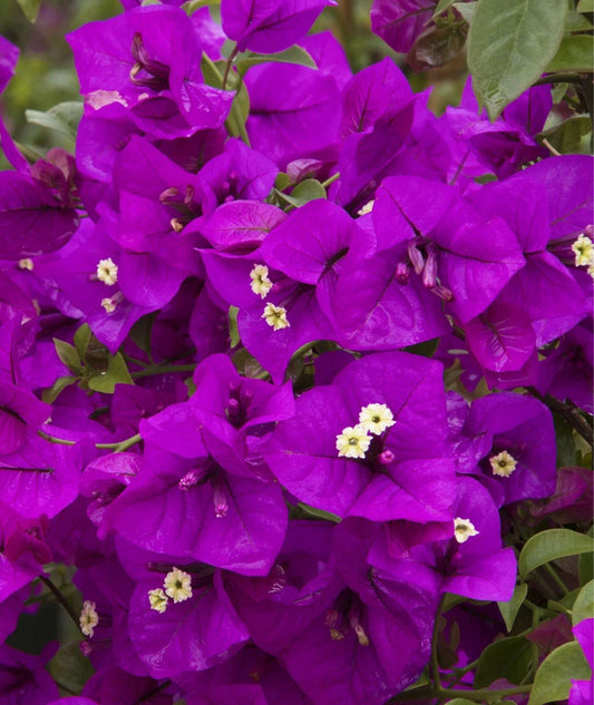 Purple Majesty Bougainvillea Plant in 4” Pot - Rooted, Vibrant Purple Flowers, Bougainvillea spectabilis