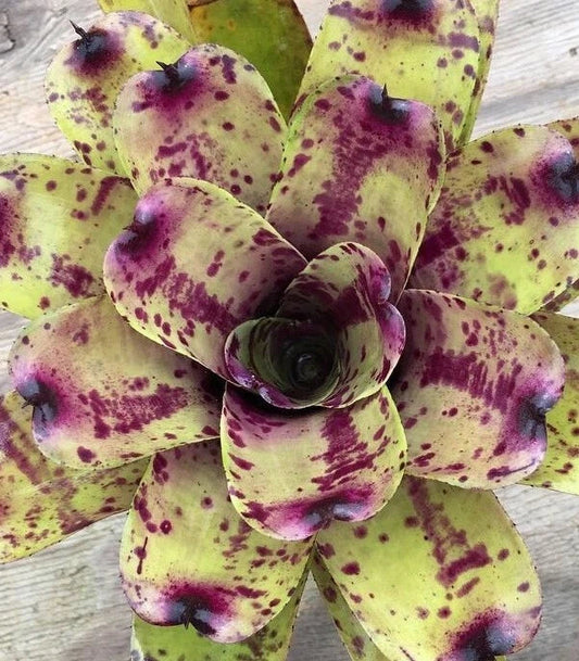 Neoregelia Blueberry Muffin Bromeliad Plant *Small* - Tropical Indoor Houseplant for Home Decor