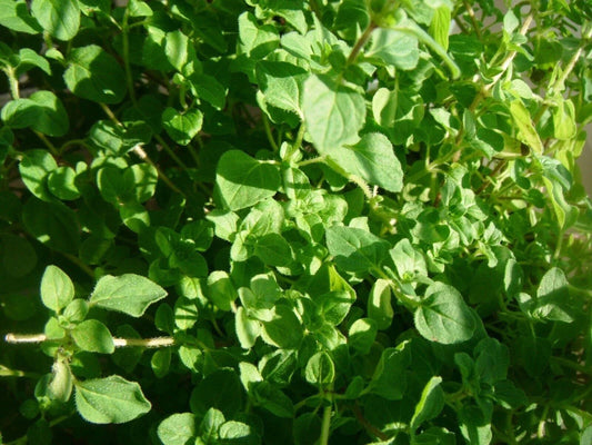 Thyme Herb Seeds - Common Variety, Thymus vulgaris, Tracking Included