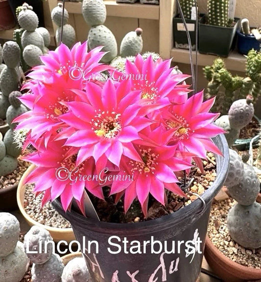 Peanut Cactus Plant - Lincoln Stardust Variety - Chamaecereus Hybrid - Rare Rooted Succulent