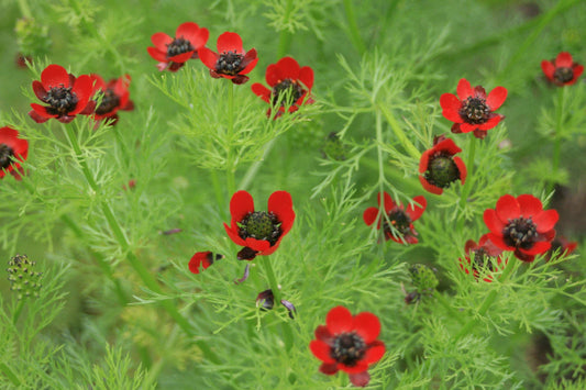 Pheasant's Eye Seeds - 80 Seeds - Annual Red - Adonis annua - GroCo USA - Buy Any 15 Ships Free
