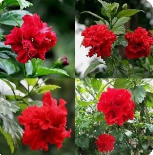 Red Dragon Hibiscus Plant - Small Rooted Starter - Hibiscus rosa-sinensis, Tropical Flowering Plant