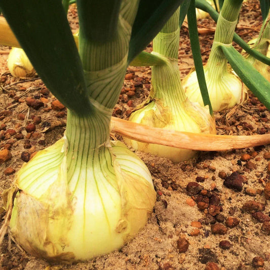 Vidalia Onion Seeds - Yellow Granex Variety for 2025 Planting - Noonday Sweet (Allium cepa)