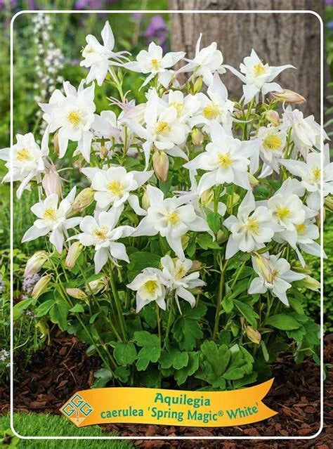 Columbine Live Bare Root Perennial Plants Set of 2 - White Aquilegia Spring Magic
