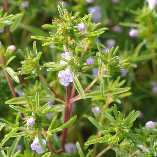 Summer Savory Herb Seeds, Non-GMO, Chubrica Variety, Multiple Sizes Available, Free Shipping